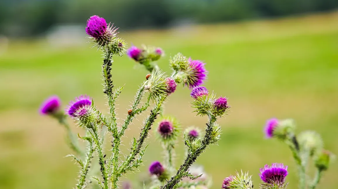 Medicinal herbs in liver disorders: a concise review